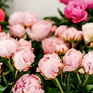 Peony Bouquet