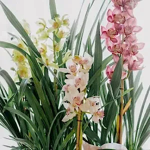 Orchid Cymbidium